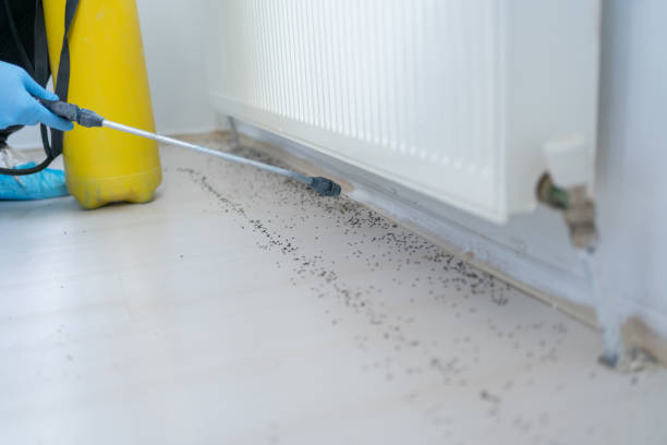Best Affordable Pest Control Services  in Brodhead, KY